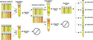 Diagram of the pooled testing process
